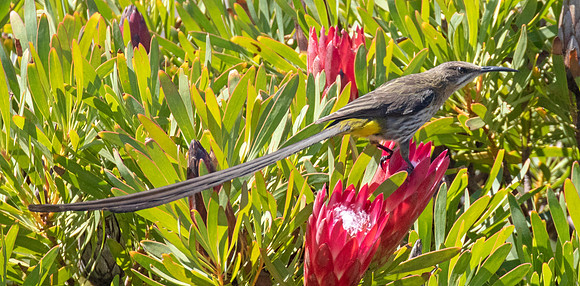 Cape sugarbird (Promerops cafer) Male