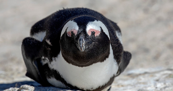 African penguin (Spheniscus demersus)