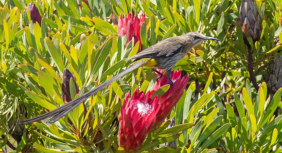 Cape sugarbird (Promerops cafer) Male
