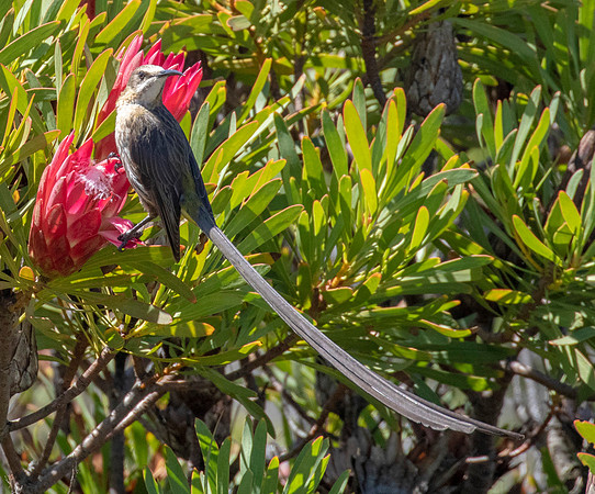 Cape sugarbird (Promerops cafer) Male