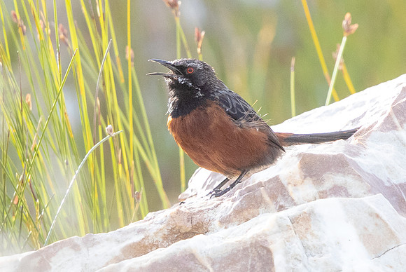 Cape rockjumper  (Chaetops frenatus) Male