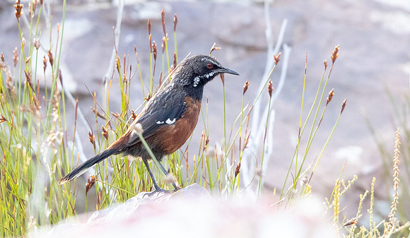 Cape rockjumper  (Chaetops frenatus) Male