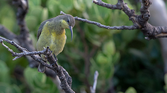 Malachite sunbird (Nectarinia famosa) female