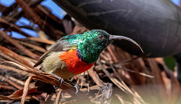 Greater double-collared sunbird (Cinnyris afer)