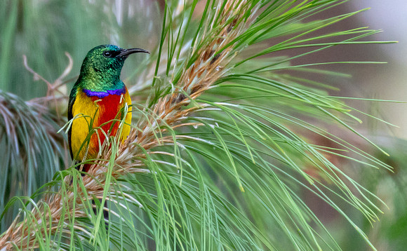 Regal sunbird (Cinnyris regius)