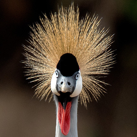 Grey crowned crane (Balearica regulorum)