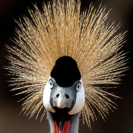 Grey crowned crane (Balearica regulorum)