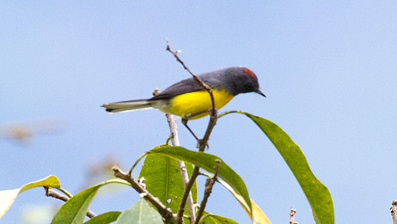 Slate-throated Redstart (Myioborus miniatus)