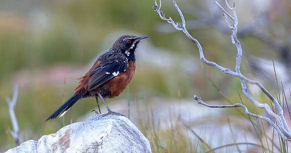 Cape rockjumper  (Chaetops frenatus) Male
