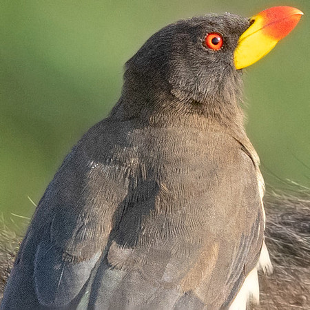 Yellow-billed oxpecker (Buphagus africanus)