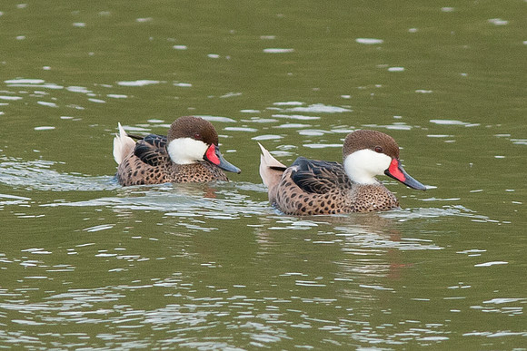 White-cheeked Pintail (Anas bahamensis)