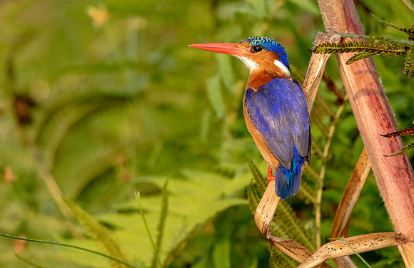 Malachite kingfisher (Corythornis cristatus)
