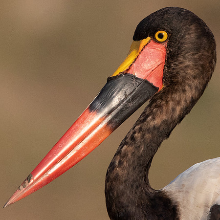 Saddle-billed stork (Ephippiorhynchus senegalensis)