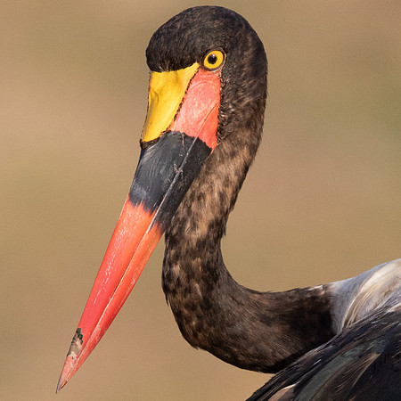 Saddle-billed stork (Ephippiorhynchus senegalensis) Female