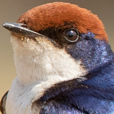 Wire-tailed swallow (Hirundo smithii)