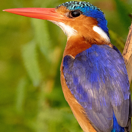 Malachite kingfisher (Corythornis cristatus)