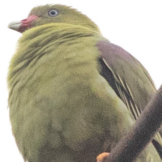 African green pigeon (Treron calvus)
