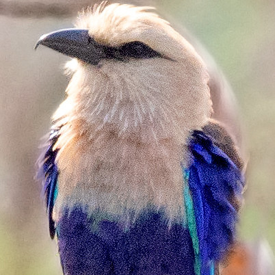 Blue-bellied roller (Coracias cyanogaster)
