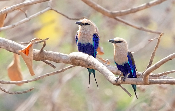 Blue-bellied roller (Coracias cyanogaster)