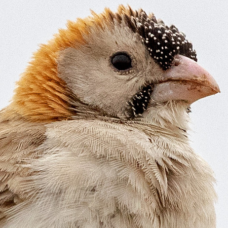 Speckle-fronted weaver (Sporopipes frontalis)