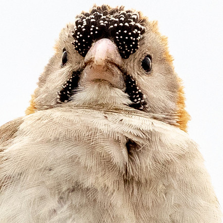 Speckle-fronted weaver (Sporopipes frontalis)