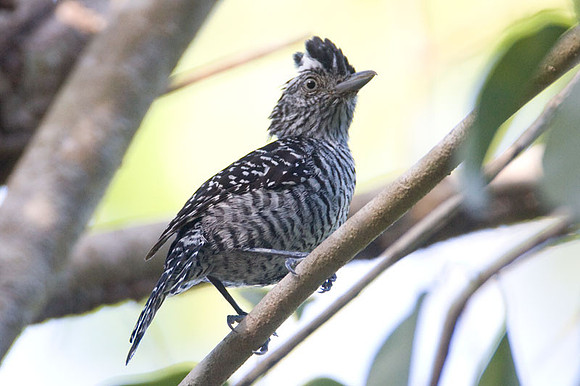 Barred Antshrike (Thamnophilus doliatus) male