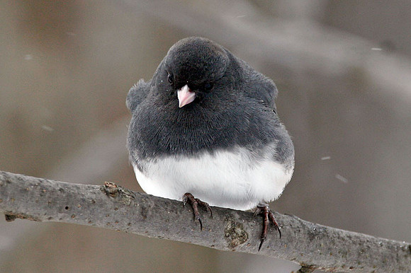 Dark-eyed Junco (Junco hyemalis)