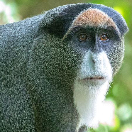 De Brazza's monkey (Cercopithecus neglectus)
