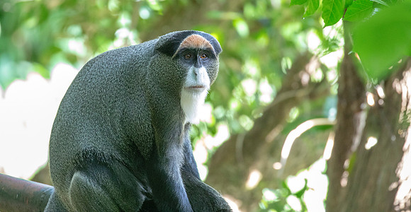 De Brazza's monkey (Cercopithecus neglectus)