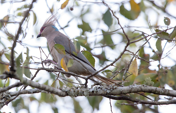 Blue-naped mousebird (Urocolius macrourus)
