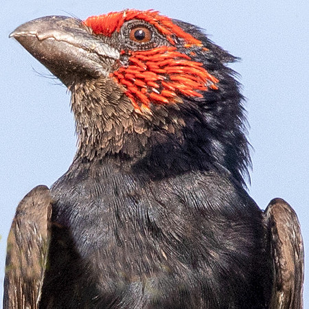 Red-faced barbet (Lybius rubrifacies)