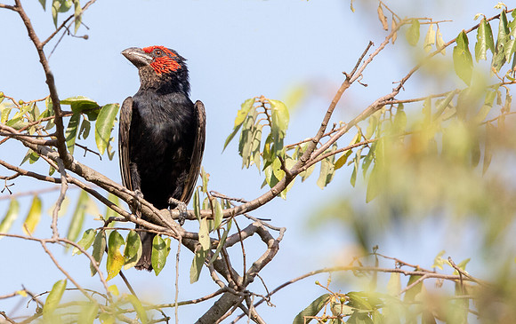 Red-faced barbet (Lybius rubrifacies)