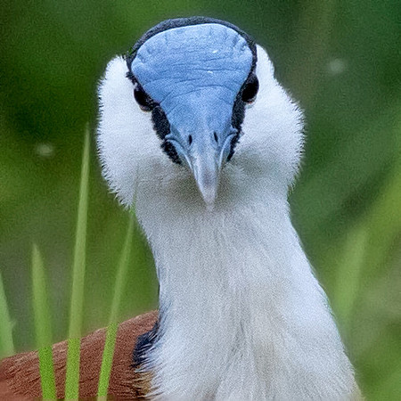 African jacana (Actophilornis africanus)
