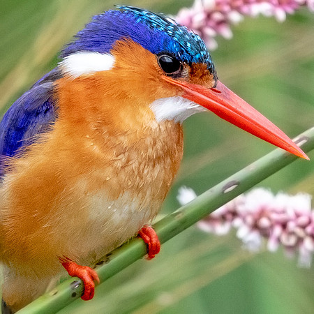 Malachite kingfisher (Corythornis cristatus)