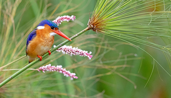 Malachite kingfisher (Corythornis cristatus)