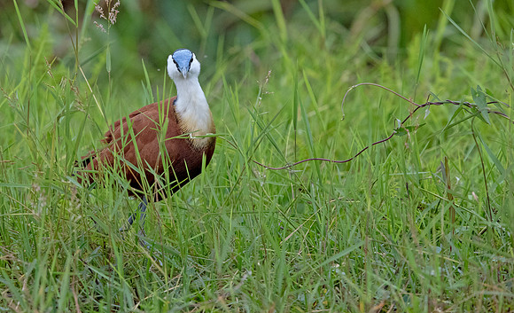 African jacana (Actophilornis africanus)