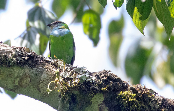Grauer's broadbill (Pseudocalyptomena graueri)