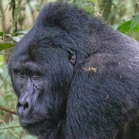 Mountain gorilla (Gorilla beringei beringei) Male Silverback