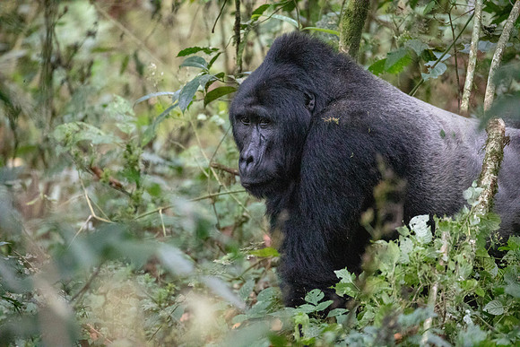 Mountain gorilla (Gorilla beringei beringei) Male Silverback