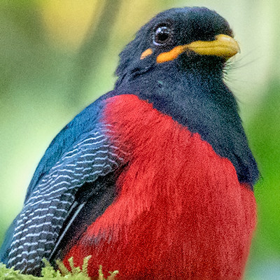 Bar-tailed trogon (Apaloderma vittatum) Male