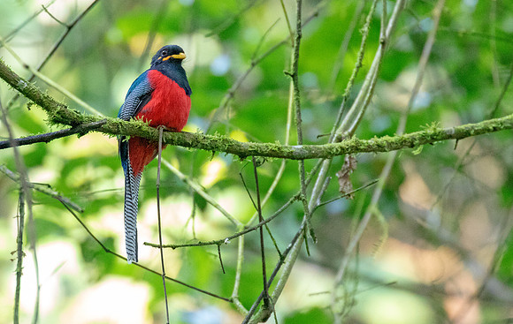 Bar-tailed trogon (Apaloderma vittatum) Male