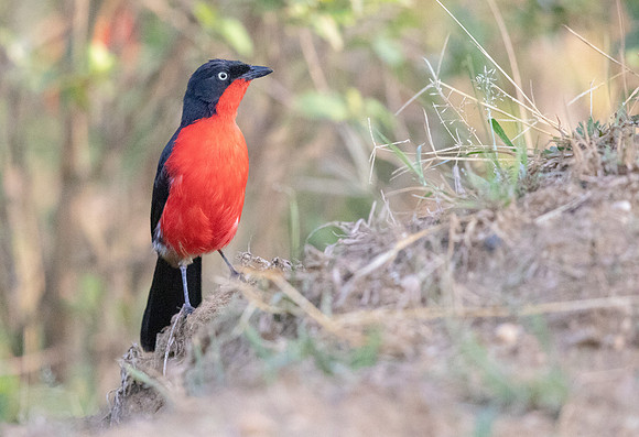 Black-headed gonolek (Laniarius erythrogaster)