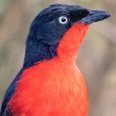 Black-headed gonolek (Laniarius erythrogaster)