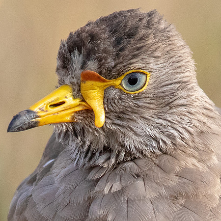 African wattled lapwing (Vanellus senegallus)