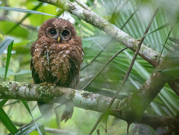 African wood owl (Strix woodfordii) Juv