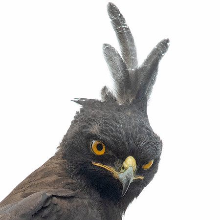 Long-crested eagle (Lophaetus occipitalis)