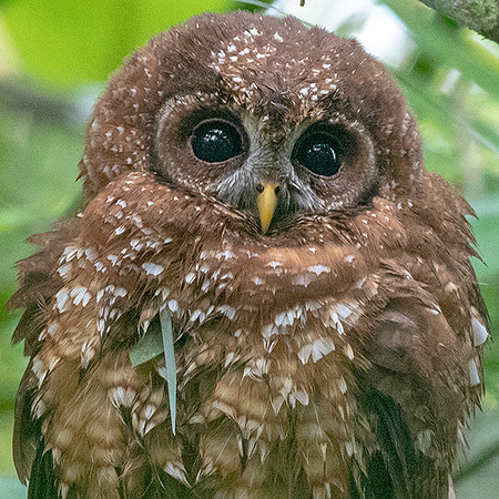 African wood owl (Strix woodfordii) Juv