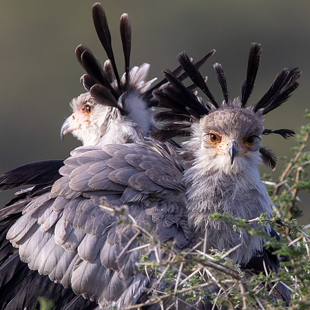 Secretarybird (Sagittarius serpentarius)