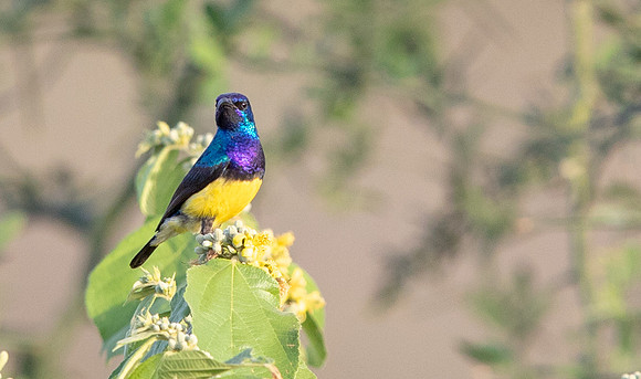 Variable sunbird (Cinnyris venustus)