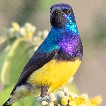 Variable sunbird (Cinnyris venustus )